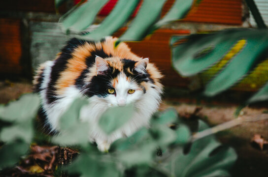 gatito tricolor entre los arbustos