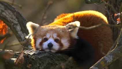 Adorable red panda resting on a tree branch, bathed in warm sunlight © Sahtaj Chowdhury