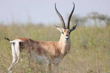 Male Grant Gazelle, Nairobi national park © Anthony