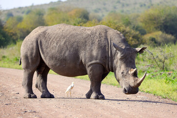 Fototapeta premium white rhino in the wild