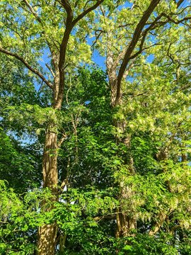 Black locust trees blooming vibrant flowers against blue sky