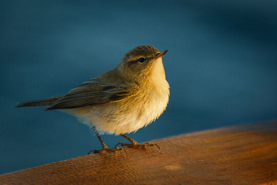 Common Chiffchaff