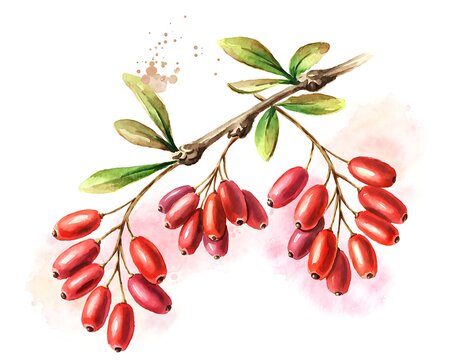 Watercolor illustration of a branch with red barberry berries.