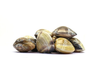 Closed up fresh baby clams. venus shell. shellfish. carpet clams. short necked clams. as raw food from the sea are the seafood ingredients. fresh clams isolated on white background © Pisan
