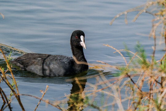 Eurasian Coot