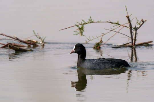 Eurasian Coot