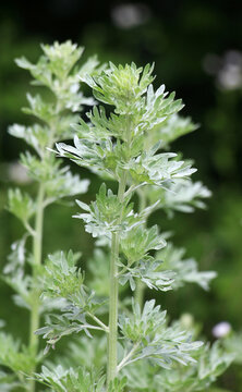 Bitter wormwood (Artemisia absinthium) bush grows in nature