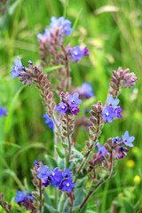 Obraz premium Common bugloss (Anchusa officinalis) blooms in nature
