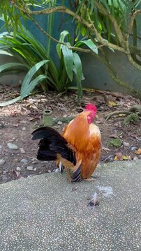 serama chicken standing and looking around, side portrait of rooster in the park