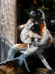 Fototapeta premium Crowned sifaka female and her kid. Latin name - Propithecus coronatus