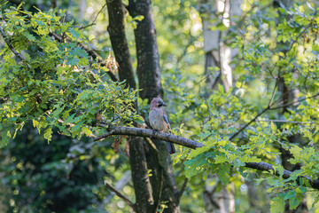 Fototapeta premium Eurasian Jay perched on a branch amidst lush green foliage in a forest setting