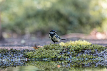 Great tit bird perched on mossy log near water with reflection in forest © StefansFotoGalerij