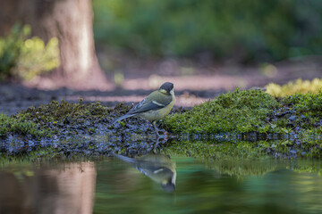 Great tit bird standing by water with reflection in forest setting © StefansFotoGalerij