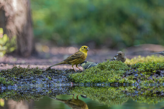 Yellowhammer bird drinking water from mossy edge with reflection in forest