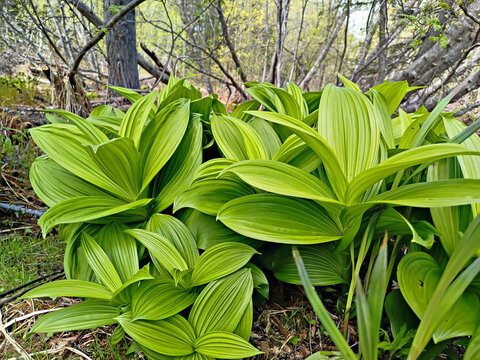 Veratrum viride plant growing in forest. Lush green leaves of wild false hellebore. Nature scenery with spring vegetation in woodland. Environmental background representing botany.