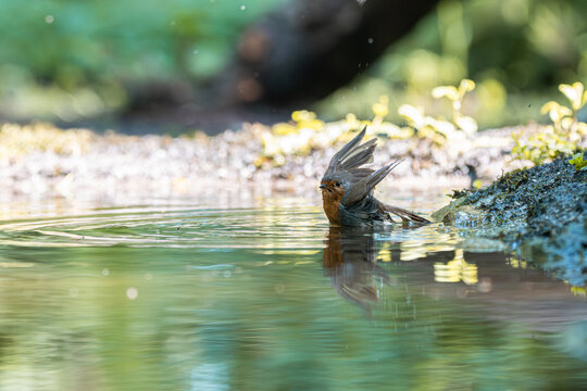European robin bathing in shallow water, splashing and shaking its feathers