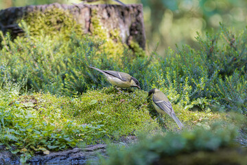 Two great tits foraging on mossy ground near water in a lush forest setting © StefansFotoGalerij