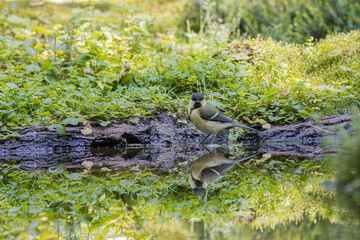Great tit bird standing by water's edge with reflection in the pond © StefansFotoGalerij