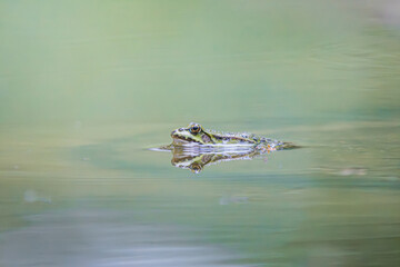 Fototapeta premium Close-up of a frog swimming in a serene natural pond setting