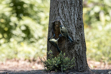 Two great tits feeding their young in a tree hollow © StefansFotoGalerij