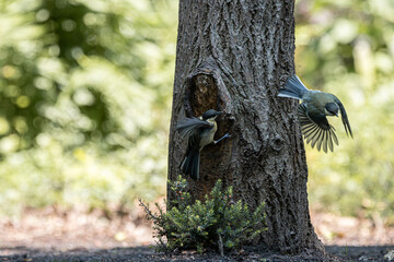 Two great tits interacting near a tree cavity, one perched and one in flight © StefansFotoGalerij