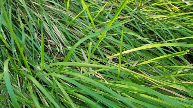 Lush Green Grass Blowing in the Wind Nature Background. 4k Video