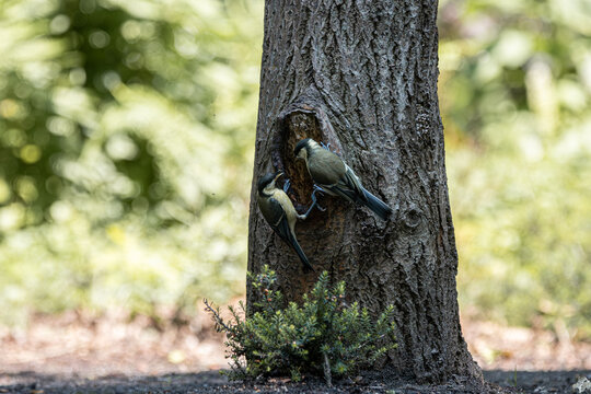 Two small birds perched on a rough tree trunk, one feeding the other