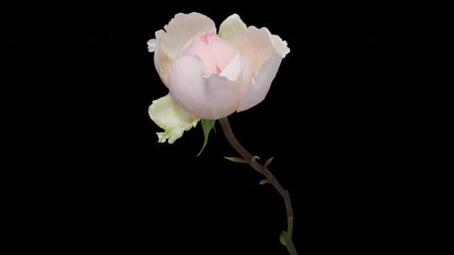Time lapse blooming and wilting delicate pink rose flower, isolated on pure black background.