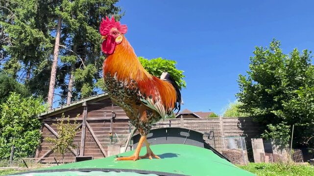 Proud rooster crowing on a house rooftop
