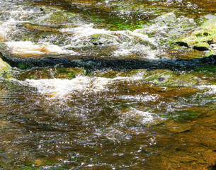 Obraz premium river in the forest