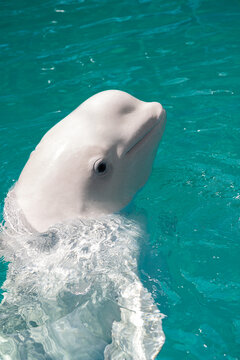 Friendly white beluga whale (delphinapterus leucas) swimming in bright emerald ocean water.