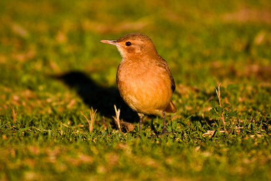 rufous hornero on the grass