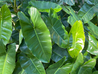 Vibrant green tropical philodendron leaves growing in the garden © MeyImaniar