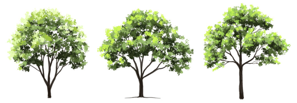 Vector watercolor green tree or forest side view isolated on white background for landscape and architecture drawing,elements for environment or garden,botanical element for exterior section in spring