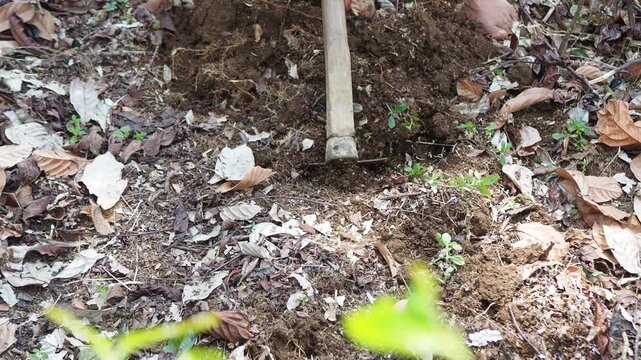 Barefoot Person Digging Soil with a Hoe in Natural Outdoor Environment