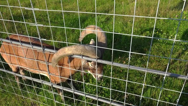 Wild mouflon ram standing behind a metal fence