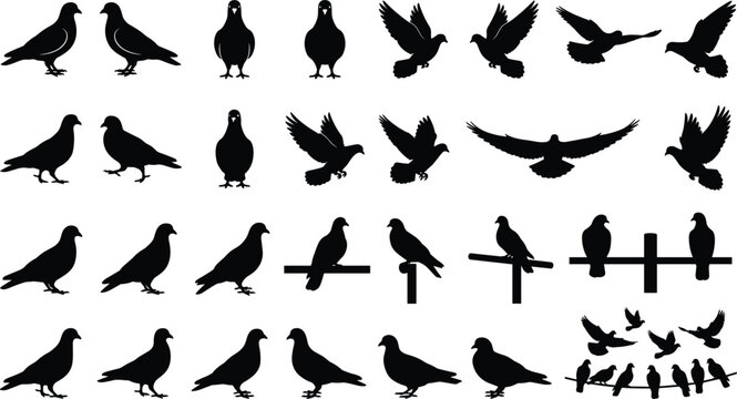 Urban Pigeon and Peace Dove Silhouette Vector Set Featuring Birds Perched on Wires, Roosting on Fences, Gliding Poses, and Standing Flock Formations