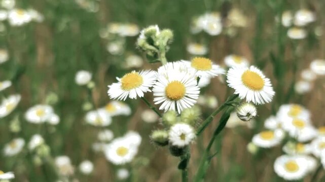 Beautiful cluster of small white wildflowers with yellow centers in a blurry green field