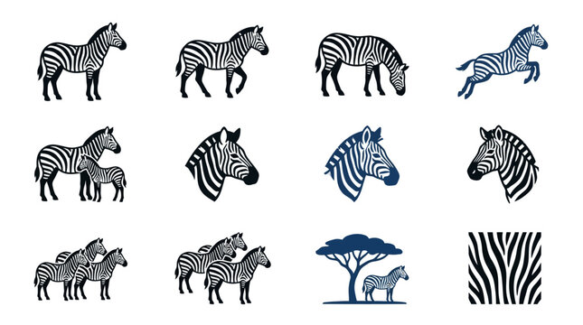 Vector illustrations of wild zebras in various poses