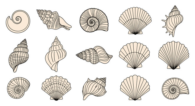 Detailed grid collection features various hand drawn seashell illustrations including spirals and scallops in neutral tones.
