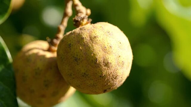 Close-up of ripe longan fruit hanging from a tree branch in soft sunlight, showcasing natural texture and vibrant green leaves.