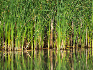 Obraz premium Green Reeds Reflected in Calm Campenesti Lake Wetland