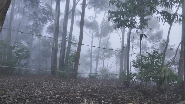 fog in the forest
