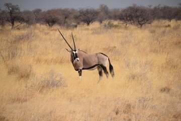 Oryx, Etosha National Park, Namibia © TheUntravelledWorld