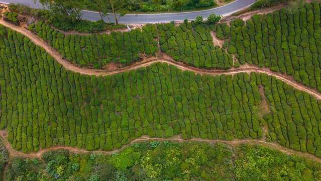 Aerial view of lush green tea plantations with winding dirt paths and a paved road cutting through the landscape in Munnar, Kerala, India.