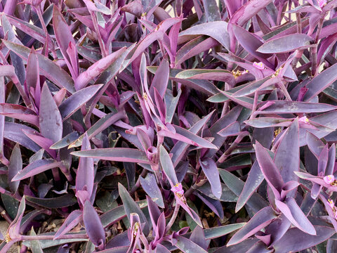 Close-up of a Tradescantia pallida, also called Purpurea, purple heart or purple queen. It is a species of spiderwort in the family Commelinaceae