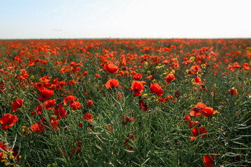 Obraz premium Beautiful red poppy flowers blooming in field