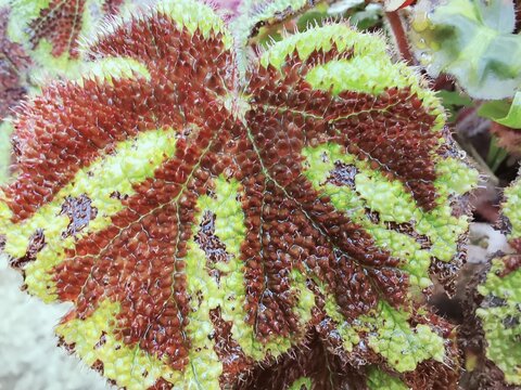 Textured Iron Cross Begonia Leaf Macro with Bumpy Surface
