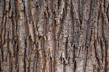 Fototapeta premium Close-up background of rugged tree bark with deep cracks and rough texture in shades of brown and gray. The intricate natural patterns highlight the aged and organic appearance of the wood