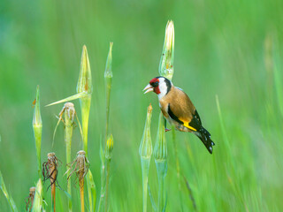 Szczygieł zwyczajny (Carduelis carduelis) siedzący na pąku rośliny na zielonej łące. Kolorowy ptak w naturalnym środowisku, zbliżenie. © Henryk Niestrój